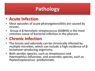 Pathology
• Acute Infection
• Most episodes of acute pharyngotonsillitis are caused by
viruses .
• Group A β-hemolytic streptococcus (GABHS) is the most
common cause of bacterial infection in the pharynx .
• Chronic Infection
• The tonsils and adenoids can be chronically infected by
multiple microbes, which can include a high incidence of β-
lactamase–producing organisms.
• Both aerobic species, such as streptococci and
Haemophilus influenzae, and anaerobic species, such as
Peptostreptococcus predominate.
 