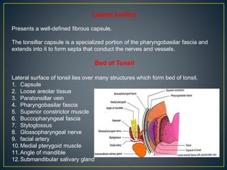 Tonsils: Anatomy, Definition & Function