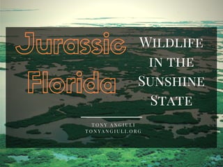 Jurassic
Florida
T O N Y A N G I U L I
T O N Y A N G I U L I . O R G
Wildlife
in the
Sunshine
State
 