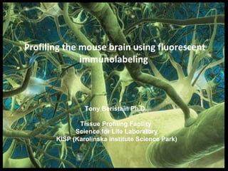 Profiling the mouse brain using fluorescent immunolabeling  Tony Beristain Ph.D.  Tissue Profiling Facility  Science for Life Laboratory KISP (Karolinska Institute Science Park) 