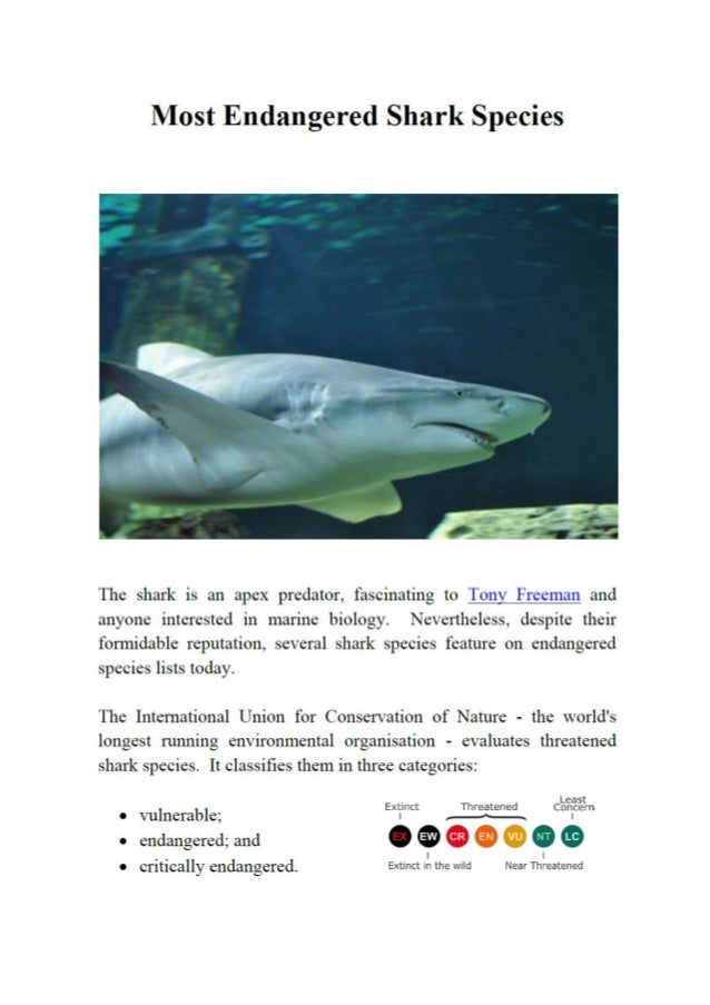 Tony Freeman Most Endangered Shark Species