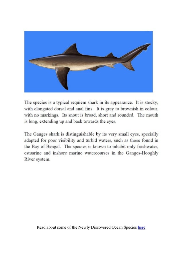 Tony Freeman Most Endangered Shark Species