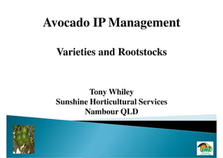 Avocado IP Management

  Varieties and Rootstocks


          Tony Whiley
 Sunshine Horticultural Services
        Nambour QLD
 