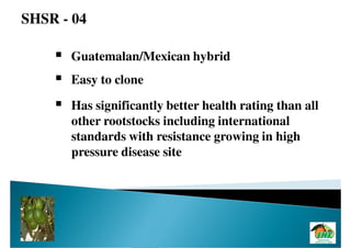 SHSR - 04

      Guatemalan/Mexican hybrid
      Easy to clone
      Has significantly better health rating than all
      other rootstocks including international
      standards with resistance growing in high
      pressure disease site
 