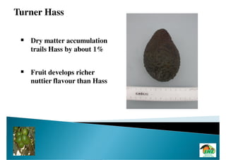 Turner Hass

   Dry matter accumulation
   trails Hass by about 1%


   Fruit develops richer
   nuttier flavour than Hass
 