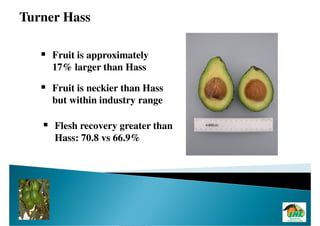 Turner Hass

     Fruit is approximately
     17% larger than Hass

     Fruit is neckier than Hass
     but within industry range

     Flesh recovery greater than
     Hass: 70.8 vs 66.9%
 