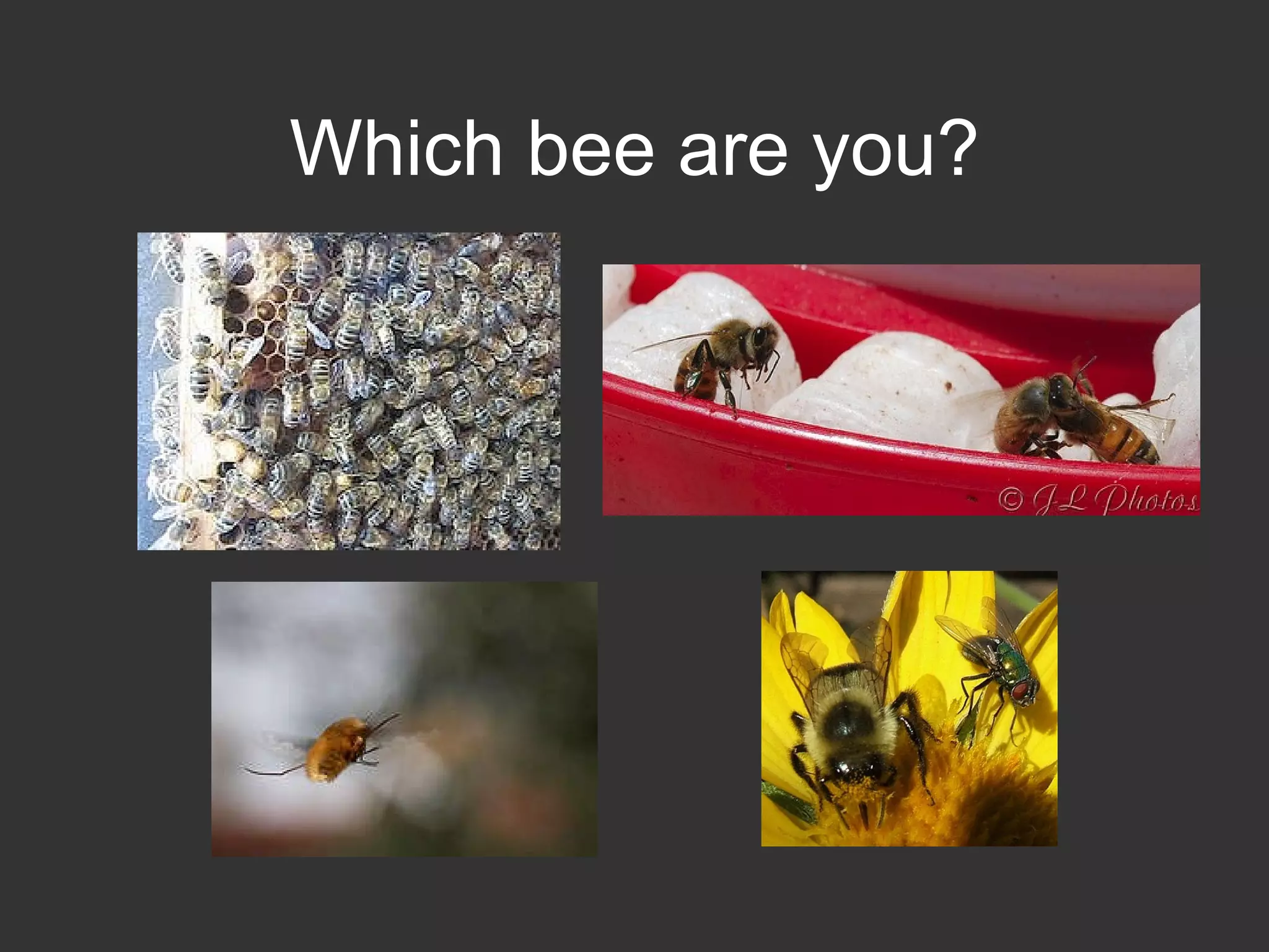 Which bee are you? 