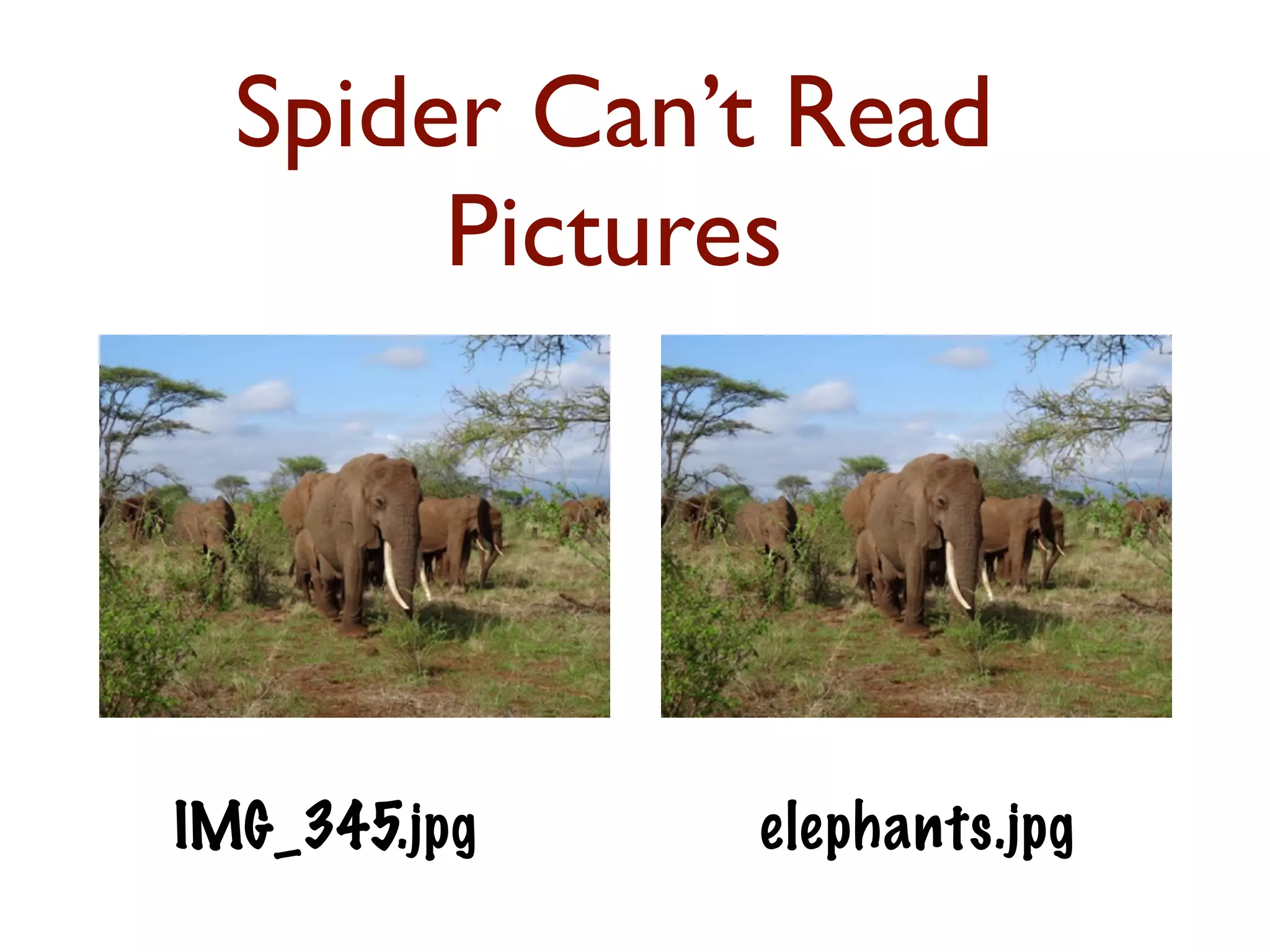 Spider Can’t Read 
Pictures 
IMG_345.jpg elephants.jpg 
 