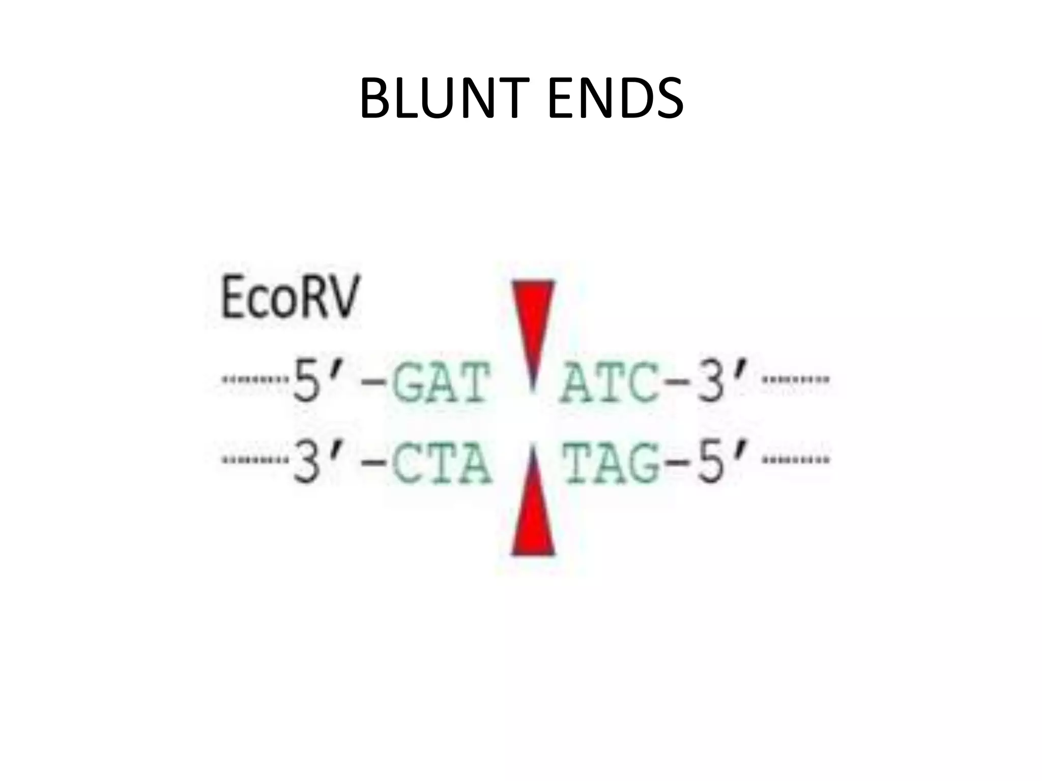 BLUNT ENDS
 
