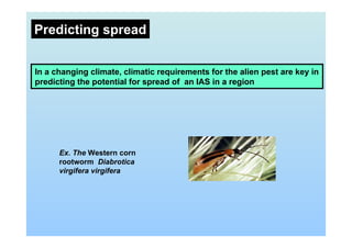 Predicting spread
Ex. The Western corn
rootworm Diabrotica
virgifera virgifera
In a changing climate, climatic requirements for the alien pest are key in
predicting the potential for spread of an IAS in a region
 