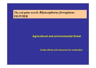 The red palm weevil: Rhyncophorus ferrogineus
OLIVIER
Agricultural and environmental threat
Costly efforts and resources for eradication
 