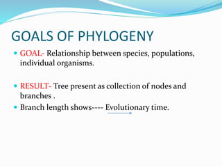 GOALS OF PHYLOGENY
 GOAL- Relationship between species, populations,
individual organisms.
 RESULT- Tree present as collection of nodes and
branches .
 Branch length shows---- Evolutionary time.
 