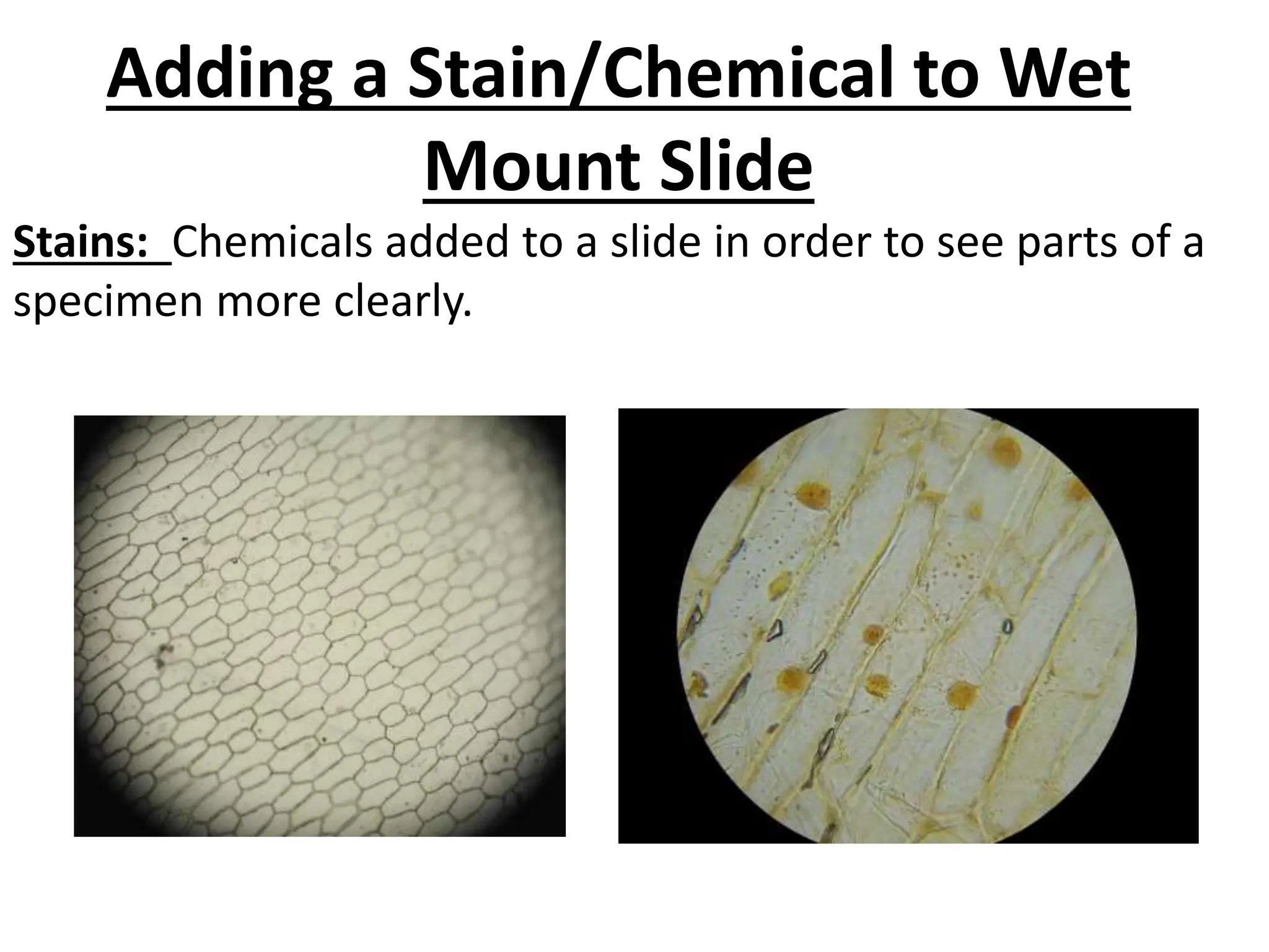 Adding a Stain/Chemical to Wet
Mount Slide
Stains: Chemicals added to a slide in order to see parts of a
specimen more clearly.
 