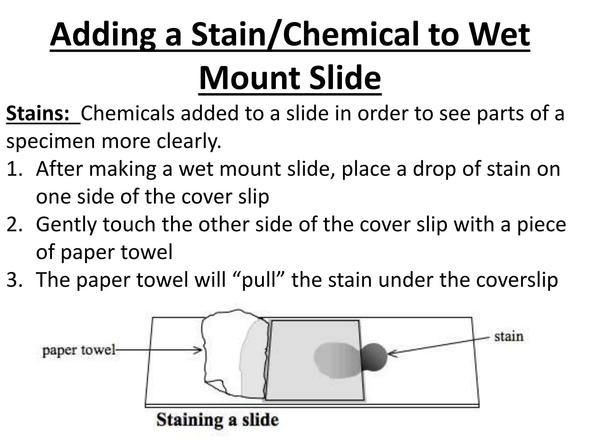 Adding a Stain/Chemical to Wet
Mount Slide
Stains: Chemicals added to a slide in order to see parts of a
specimen more clearly.
1. After making a wet mount slide, place a drop of stain on
one side of the cover slip
2. Gently touch the other side of the cover slip with a piece
of paper towel
3. The paper towel will “pull” the stain under the coverslip
 