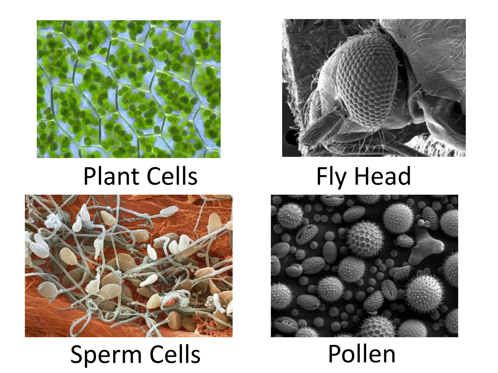 Plant Cells Fly Head
Sperm Cells Pollen
 