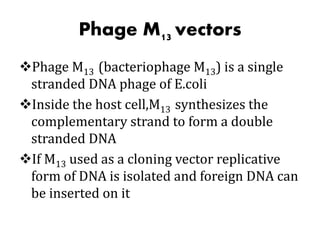 Phage M13 vectors
Phage M13 (bacteriophage M13) is a single
stranded DNA phage of E.coli
Inside the host cell,M13 synthesizes the
complementary strand to form a double
stranded DNA
If M13 used as a cloning vector replicative
form of DNA is isolated and foreign DNA can
be inserted on it
 