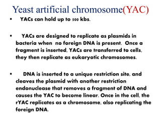 Yeast artificial chromosome(YAC)
 YACs can hold up to 500 kbs.
 YACs are designed to replicate as plasmids in
bacteria when no foreign DNA is present. Once a
fragment is inserted, YACs are transferred to cells,
they then replicate as eukaryotic chromosomes.
 DNA is inserted to a unique restriction site, and
cleaves the plasmid with another restriction
endonuclease that removes a fragment of DNA and
causes the YAC to become linear. Once in the cell, the
rYAC replicates as a chromosome, also replicating the
foreign DNA.
 