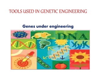 TOOLS USED IN GENETIC ENGINEERING
Genes under engineering
 