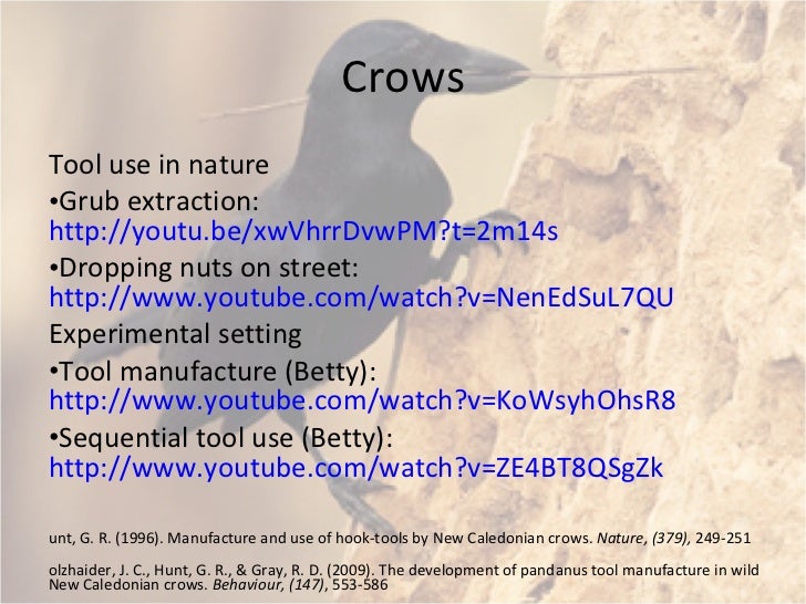 Animal Tool Use Presentation