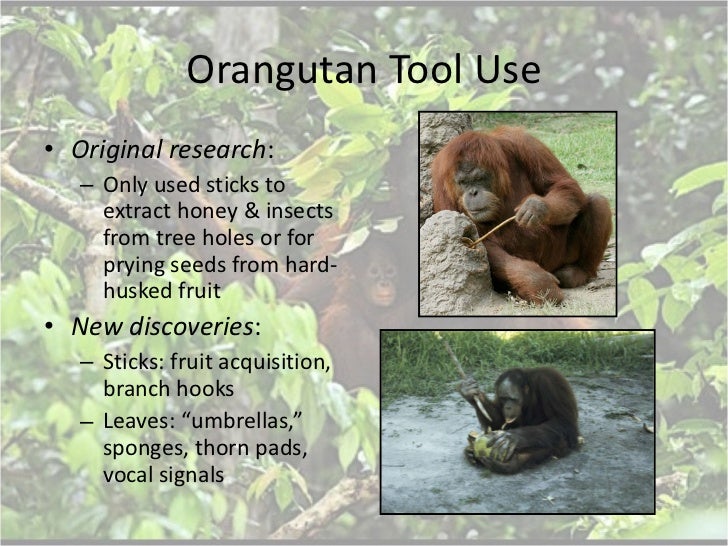 animal-tool-use-presentation-19-728.jpg