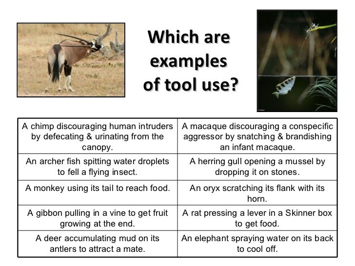 Animal Tool Use Presentation