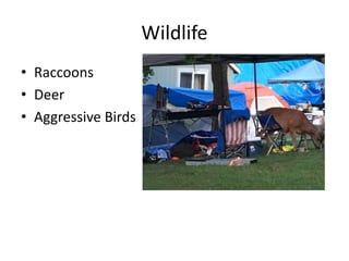 Wildlife
• Raccoons
• Deer
• Aggressive Birds
 