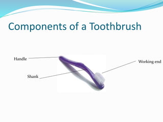 Components of a Toothbrush
Shank
Handle
Working end
 