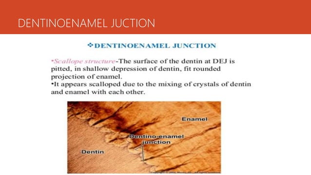 Tooth components. Enamel | PPT