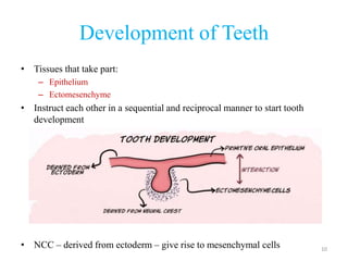 Reciprocal Tooth Development of Teeth | PPTX