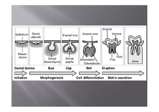 Tooth Development Pathway Tooth development | PDF
