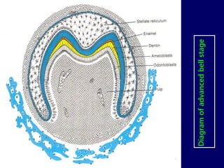 Diagram of advanced bell stage 
 