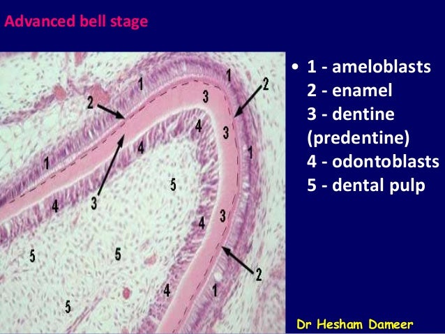 epithelial tissue slides