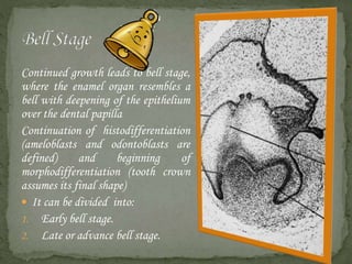 Continued growth leads to bell stage,
where the enamel organ resembles a
bell with deepening of the epithelium
over the dental papilla
Continuation of histodifferentiation
(ameloblasts and odontoblasts are
defined) and beginning of
morphodifferentiation (tooth crown
assumes its final shape)
 It can be divided into:
1. Early bell stage.
2. Late or advance bell stage.
 