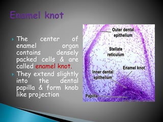 Tooth development | PPTX