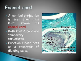 Tooth development | PPTX