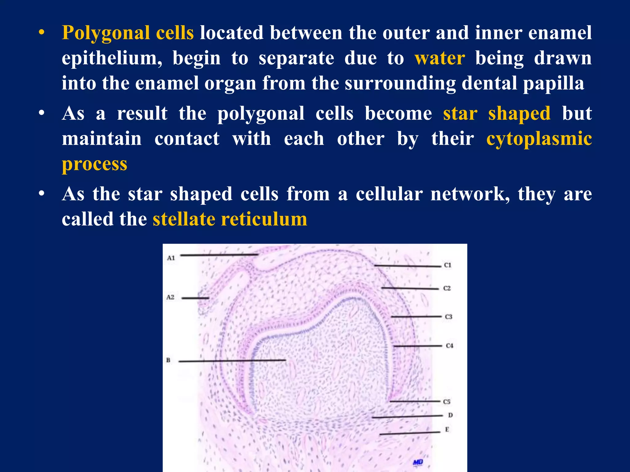 Stella Reticulum development and growth of teeth | PPTX