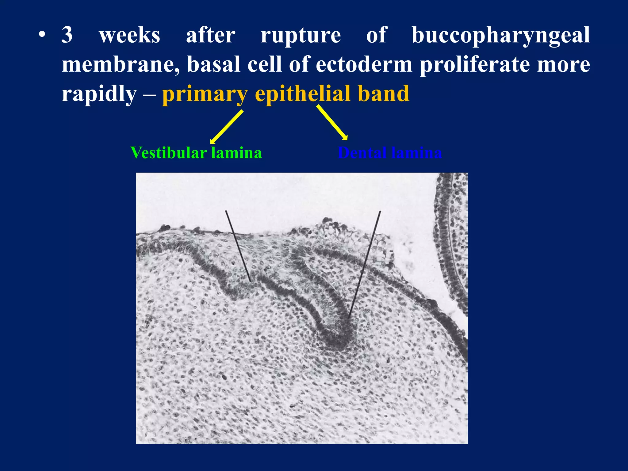 Tooth Membrane development and growth of teeth | PPTX