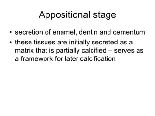 ToothDevelopment.lecture for bds level 1 | PDF