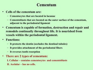 Cementum
• Cells of the cementum are:
   – Cementocytes that are located in lacunae
   – Cementoblasts that are located on the outer surface of the cementum,
     adjacent to the periodontal ligament
• Cementum is capable of formation, destruction and repair and
  remodels continually throughout life. It is nourished from
  vessels within the periodontal ligament.
• Functions:
   – It protects the dentin (occludes the dentinal tubules)
   – It provides attachment of the periodontal fibers
   – It reverses tooth resorption
• There are 2 types of cementum:
   I. Cellular – contains cementocytes and cementoblasts
   II. Acelular – has no cells.
 