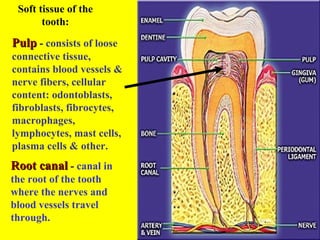 Soft tissue of the
       tooth:

Pulp - consists of loose
connective tissue,
contains blood vessels &
nerve fibers, cellular
content: odontoblasts,
fibroblasts, fibrocytes,
macrophages,
lymphocytes, mast cells,
plasma cells & other.
Root canal - canal in
the root of the tooth
where the nerves and
blood vessels travel
through.
 