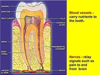 Blood vessels -
carry nutrients to
the tooth.




Nerves - relay
signals such as
pain to and
from brain
 