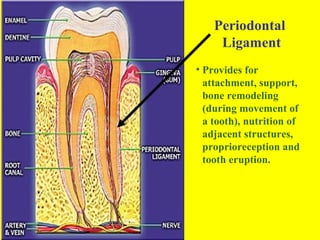 Periodontal
     Ligament
• Provides for
  attachment, support,
  bone remodeling
  (during movement of
  a tooth), nutrition of
  adjacent structures,
  proprioreception and
  tooth eruption.
 