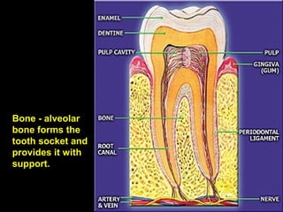 Bone - alveolar
bone forms the
tooth socket and
provides it with
support.
 