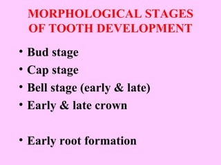 MORPHOLOGICAL STAGES
    OF TOOTH DEVELOPMENT
•   Bud stage
•   Cap stage
•   Bell stage (early & late)
•   Early & late crown

• Early root formation
 