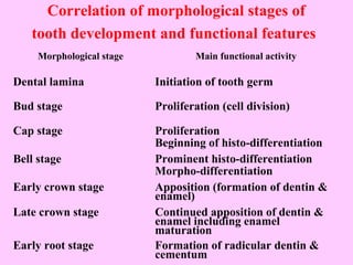 Correlation of morphological stages of
   tooth development and functional features
     Morphological stage           Main functional activity

Dental lamina              Initiation of tooth germ

Bud stage                  Proliferation (cell division)

Cap stage                  Proliferation
                           Beginning of histo-differentiation
Bell stage                 Prominent histo-differentiation
                           Morpho-differentiation
Early crown stage          Apposition (formation of dentin &
                           enamel)
Late crown stage           Continued apposition of dentin &
                           enamel including enamel
                           maturation
Early root stage           Formation of radicular dentin &
                           cementum
 