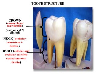 TOOTH STRUCTURE




    CROWN
   (enamel layer
    over dentin)
  (anatomical &
      clinical)

NECK (acellular
  cementum +
    dentin )
ROOT (cellular and
 acellular calcified
  cementum over
       dentin)
 
