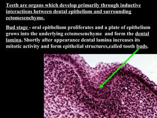 Teeth are organs which develop primarily through inductive
interactions between dental epithelium and surrounding
ectomesenchyme.
Bud stage - oral epithelium proliferates and a plate of epithelium
grows into the underlying ectomesenchyme and form the dental
lamina. Shortly after appearance dental lamina increases its
mitotic activity and form epithelial structures,called tooth buds.
 