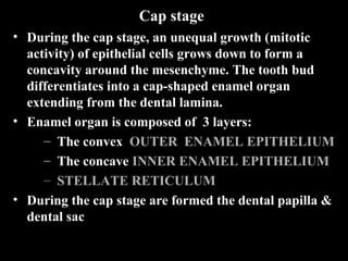 Cap stage
• During the cap stage, an unequal growth (mitotic
  activity) of epithelial cells grows down to form a
  concavity around the mesenchyme. The tooth bud
  differentiates into a cap-shaped enamel organ
  extending from the dental lamina.
• Enamel organ is composed of 3 layers:
     – The convex OUTER ENAMEL EPITHELIUM
     – The concave INNER ENAMEL EPITHELIUM
     – STELLATE RETICULUM
• During the cap stage are formed the dental papilla &
  dental sac
 
