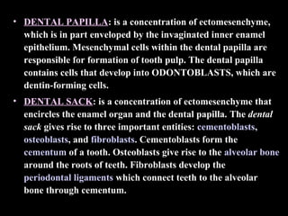 • DENTAL PAPILLA: is a concentration of ectomesenchyme,
  which is in part enveloped by the invaginated inner enamel
  epithelium. Mesenchymal cells within the dental papilla are
  responsible for formation of tooth pulp. The dental papilla
  contains cells that develop into ODONTOBLASTS, which are
  dentin-forming cells.
• DENTAL SACK: is a concentration of ectomesenchyme that
  encircles the enamel organ and the dental papilla. The dental
  sack gives rise to three important entities: cementoblasts,
  osteoblasts, and fibroblasts. Cementoblasts form the
  cementum of a tooth. Osteoblasts give rise to the alveolar bone
  around the roots of teeth. Fibroblasts develop the
  periodontal ligaments which connect teeth to the alveolar
  bone through cementum.
 
