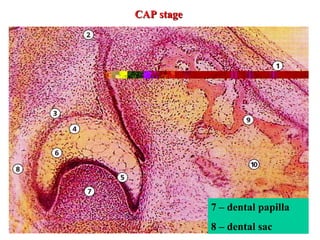 CAP stage




            7 – dental papilla
            8 – dental sac
 